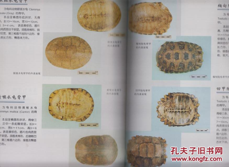 【图】中国中药材真伪鉴别图典(1)(常用贵重药