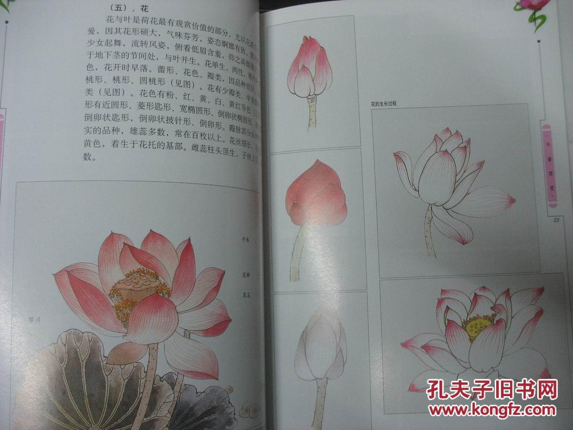 千姿荷花(千姿花卉结构写真系列)