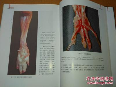 wistar大鼠解剖图谱本书按照系统解剖与局部解剖相结合的方式编排,对