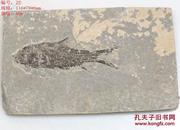 天然江汉鱼化石标本