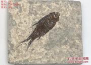 江汉鱼化石标本