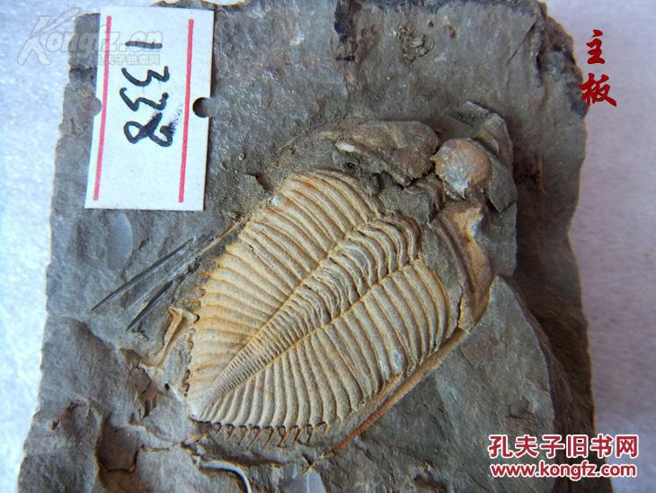 古生物对开板王冠虫三叶虫化石