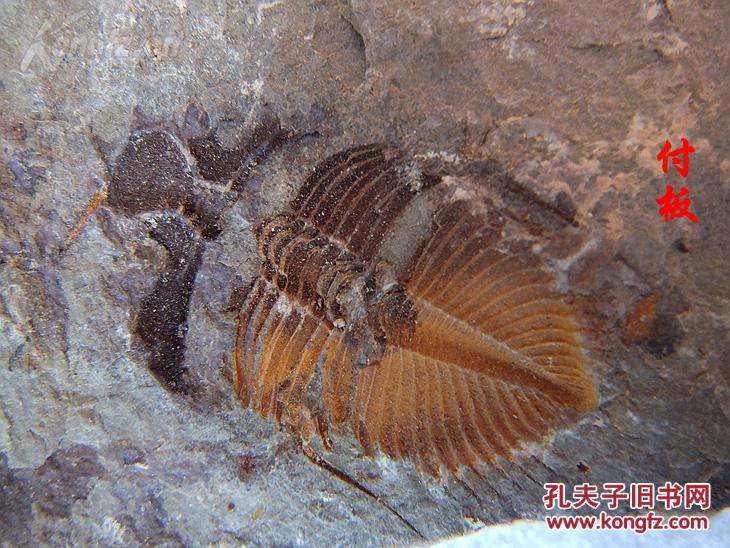 古生物对开板王冠虫三叶虫化石