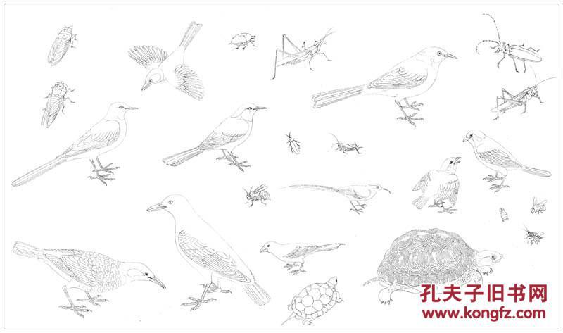 黄筌 写生珍禽图 49x84白描稿