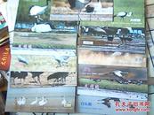 中国扎龙【摄影画片】14张、14种鹤