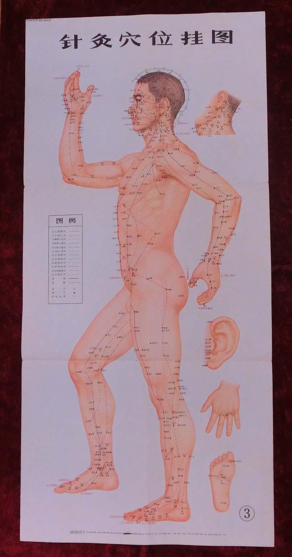 针灸经穴挂图(一套3张全)