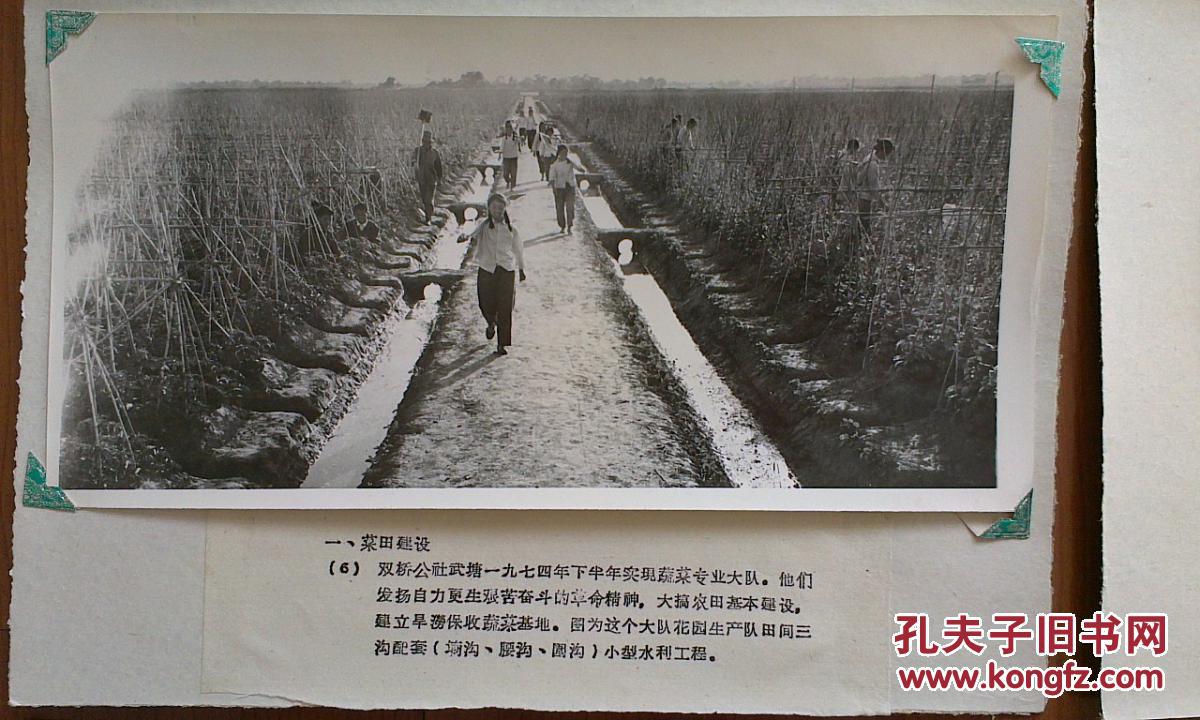 双桥公社武塘大队(文革老照片)24张很珍贵