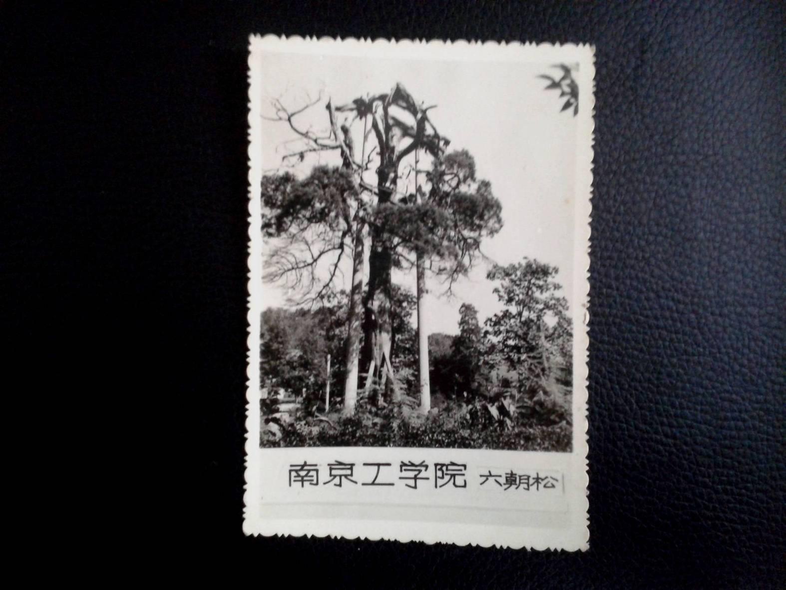 南京工学院六朝松风景照片