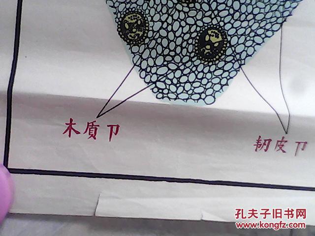 手绘挂图玉米茎横切面的一部分