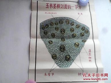 手绘挂图  : 玉米 茎 横切面的一部分