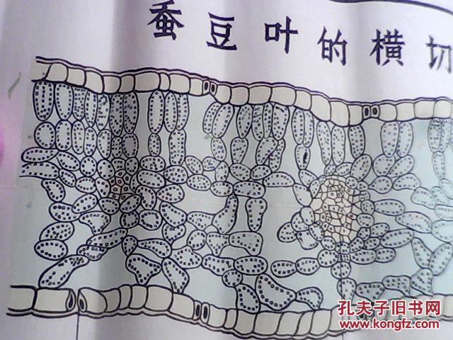 手绘挂图 : 蚕豆叶的横切面