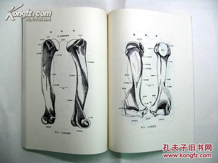 【图谱《虎,豹及其类似动物骨骼比较解剖图志》收录有181幅虎豹动物