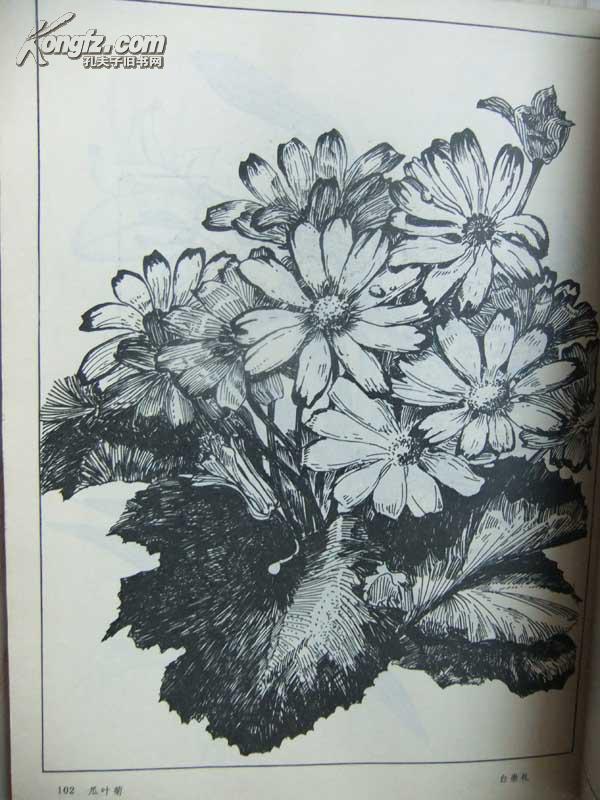 1978年《花卉黑白画》
