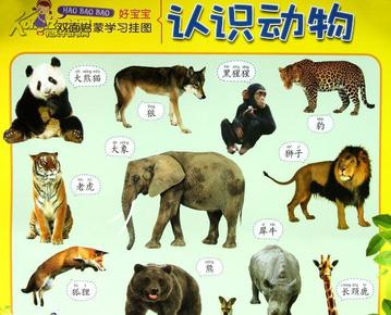 认识动物/好宝宝双面启蒙学习挂图