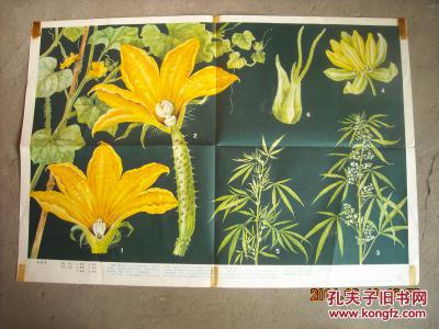 单性花 初级中学课本植物学挂图 花和果实7(3)