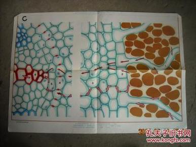 蚕豆幼根根毛区的横切面 初级中学课本植物学教学挂图
