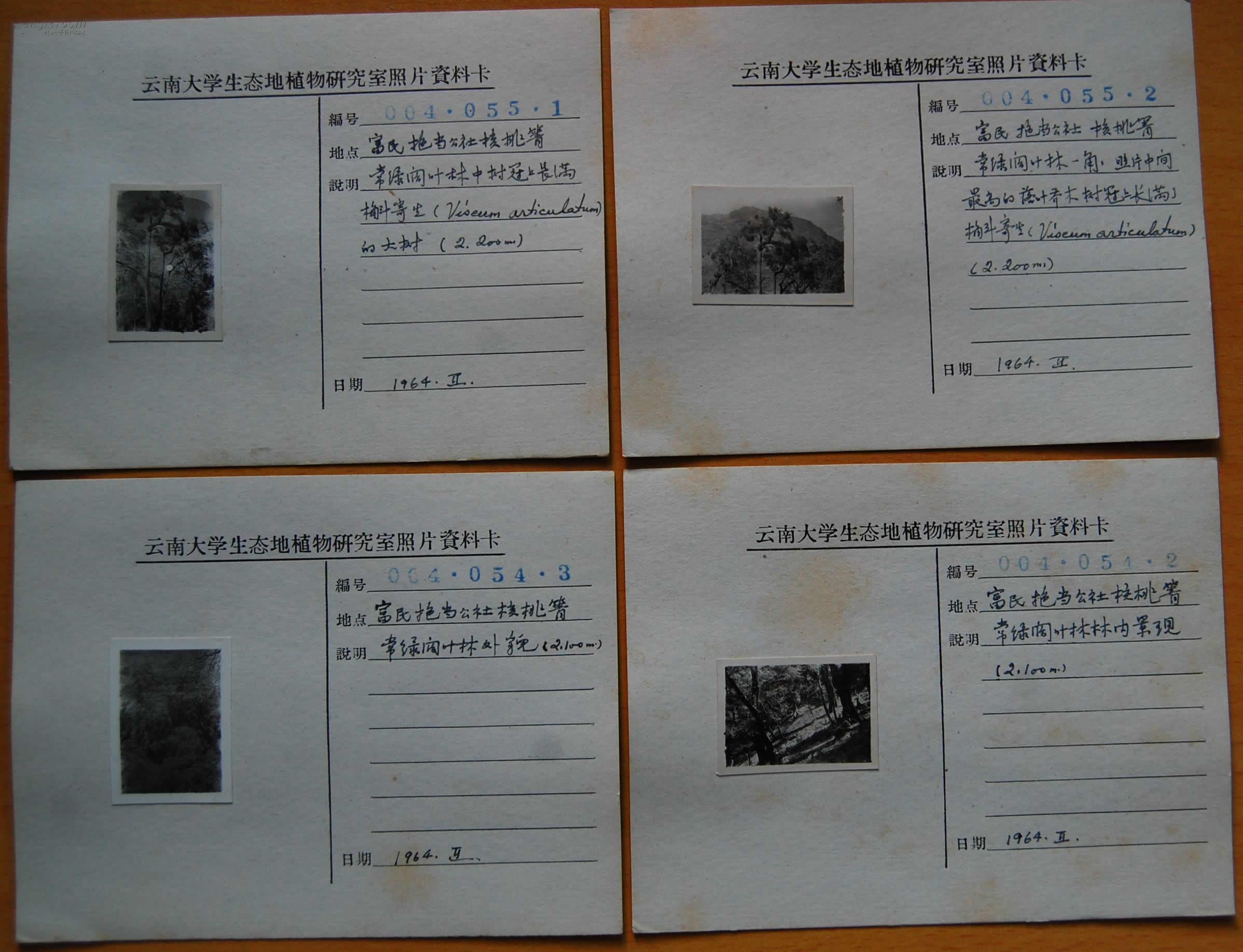 《云南大学生态地植物研究室照片资料卡》4页【均贴原版老照片,标示