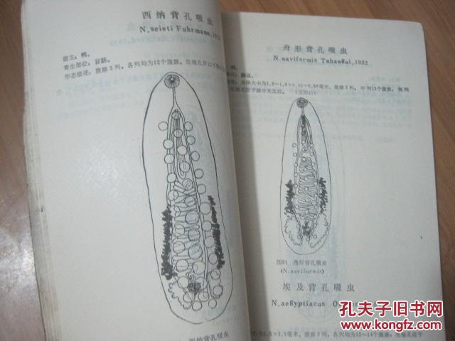 畜禽吸虫形态鉴别