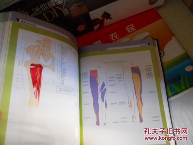 【图】B 触诊解剖学图谱(第2版)(适合骨科、理