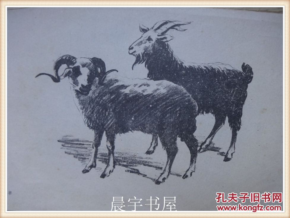 素描插页: 羊 16开1张(图1)