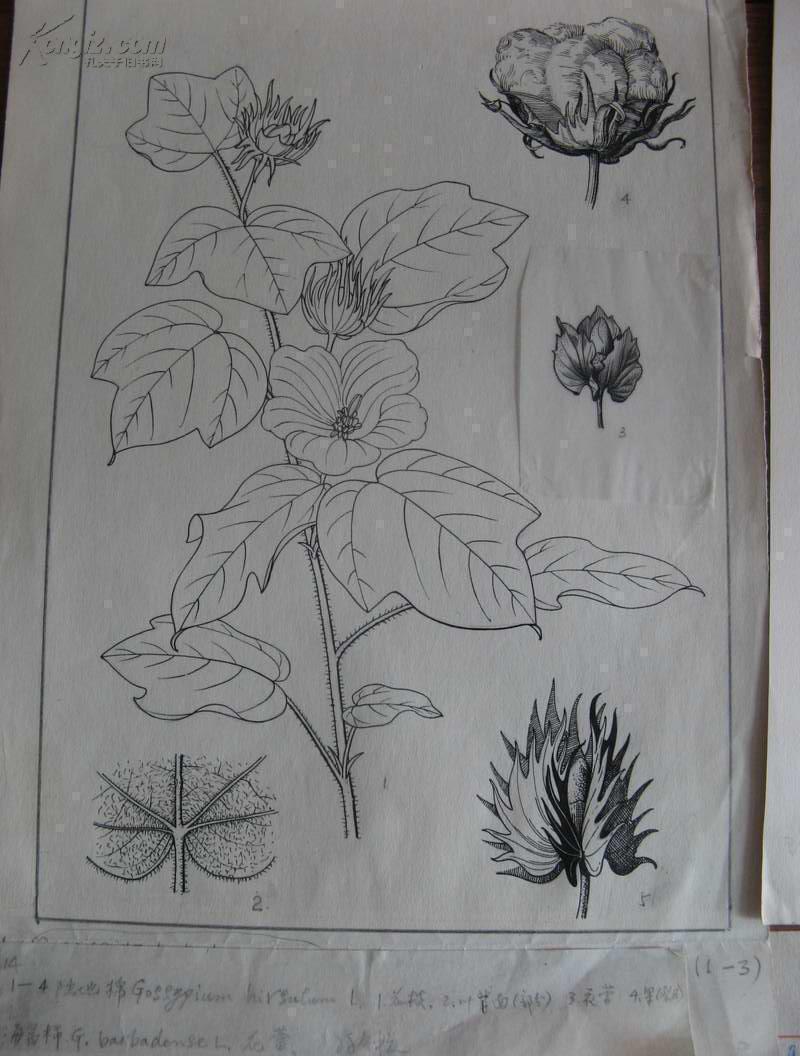 冯晋庸及冯钟元手绘底稿两件—植物图谱,纤毫毕现,艺术性科学性俱佳.