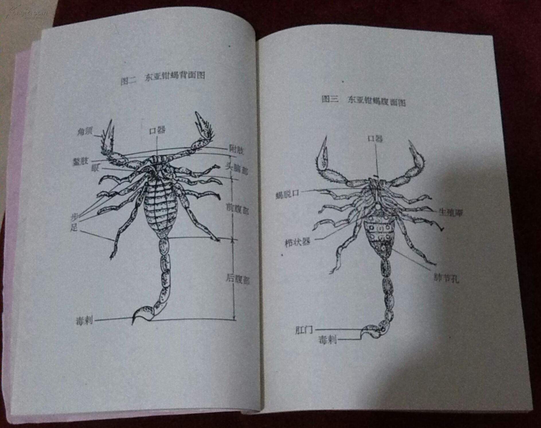 蝎毒提取技术.