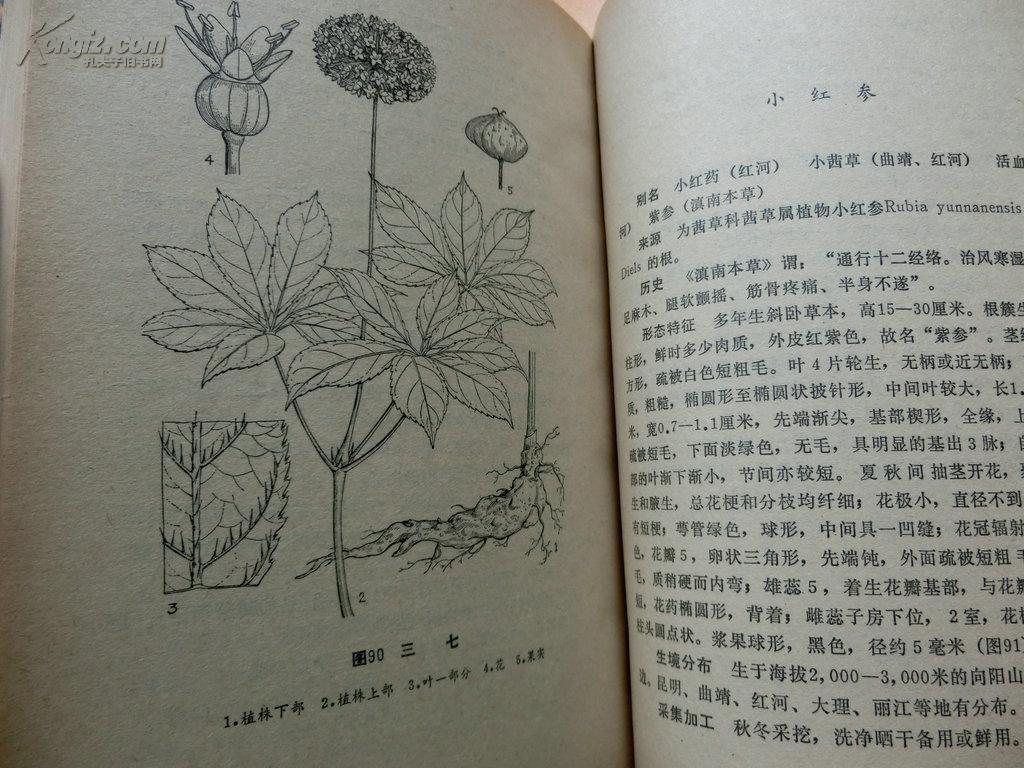 云南抗癌中草药