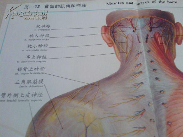 人体解剖挂图彩绘:背部的肌肉和神经(ix一12)人民卫生