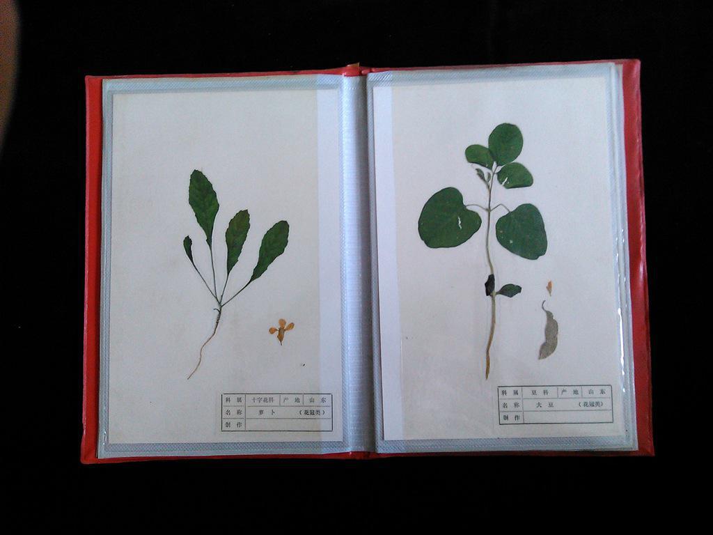 《植物原色覆膜标本》_山东省栖霞县生物标本制品厂_孔夫子旧书网