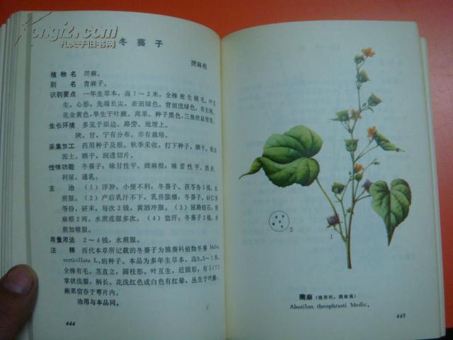 甘宁青中草药选【彩色插图】图片