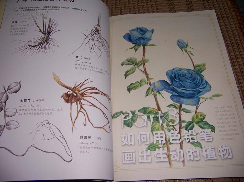 色铅笔下的植物王国图片