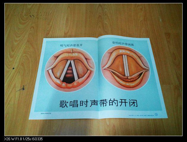 唱歌时声带的开闭――马楚华 画――音乐教学挂图