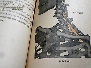 麻醉学 臂丛神经部; 馆藏书 1953年一月初版(内