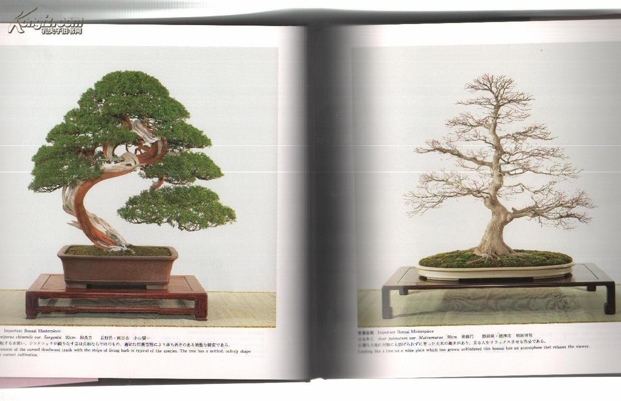 第65回 国风盆栽展图录 全新品,杭州现货!_日本盆栽