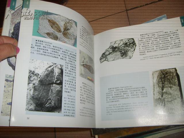 山旺古生物图鉴[附大量考古照片 b001