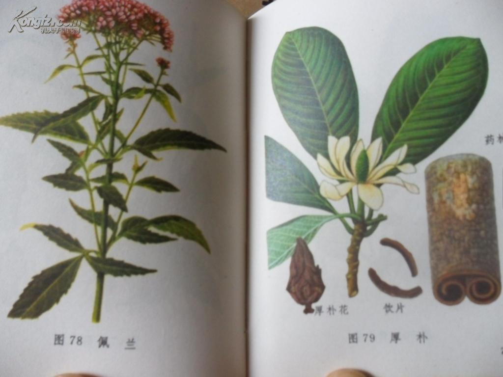 常用中草药图谱