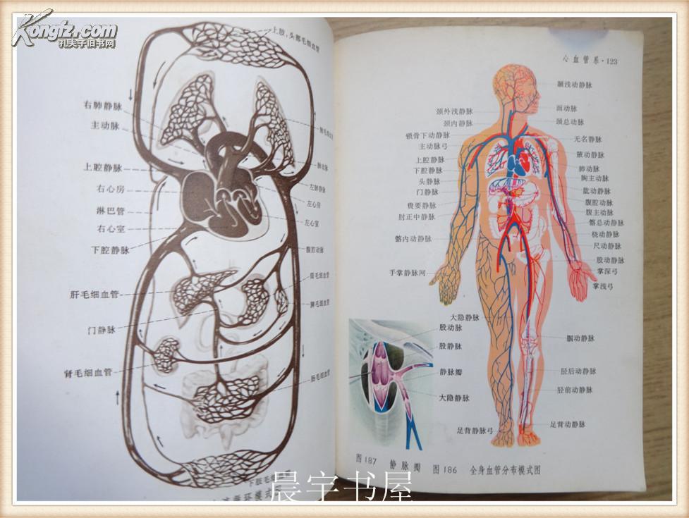 人体解剖图谱(普及本)