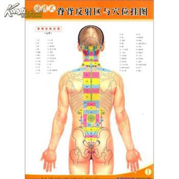便携式脊背反射区与穴位挂图