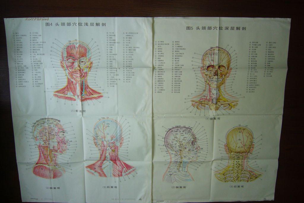 实用针灸解剖挂图【11张106cm x 76cm大型挂图 实用针灸解剖挂图(中文