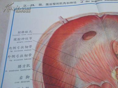 人体解剖挂图彩绘:膈,腹后壁的肌肉和神经(ix一25)人民卫生出版