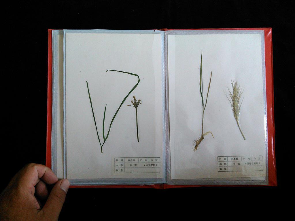 【图】《植物原色覆膜标本》_山东省栖霞县生物标本厂