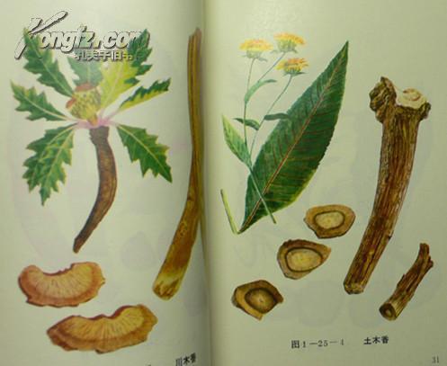 【老版草药图谱】《中药材识别图说》收录根及根茎类药材原色药材图