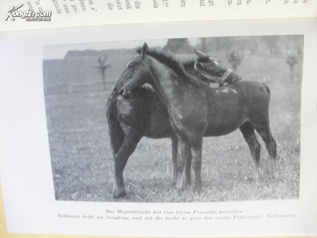 【图】1957年德文原版 Hengst Maestoso Aus
