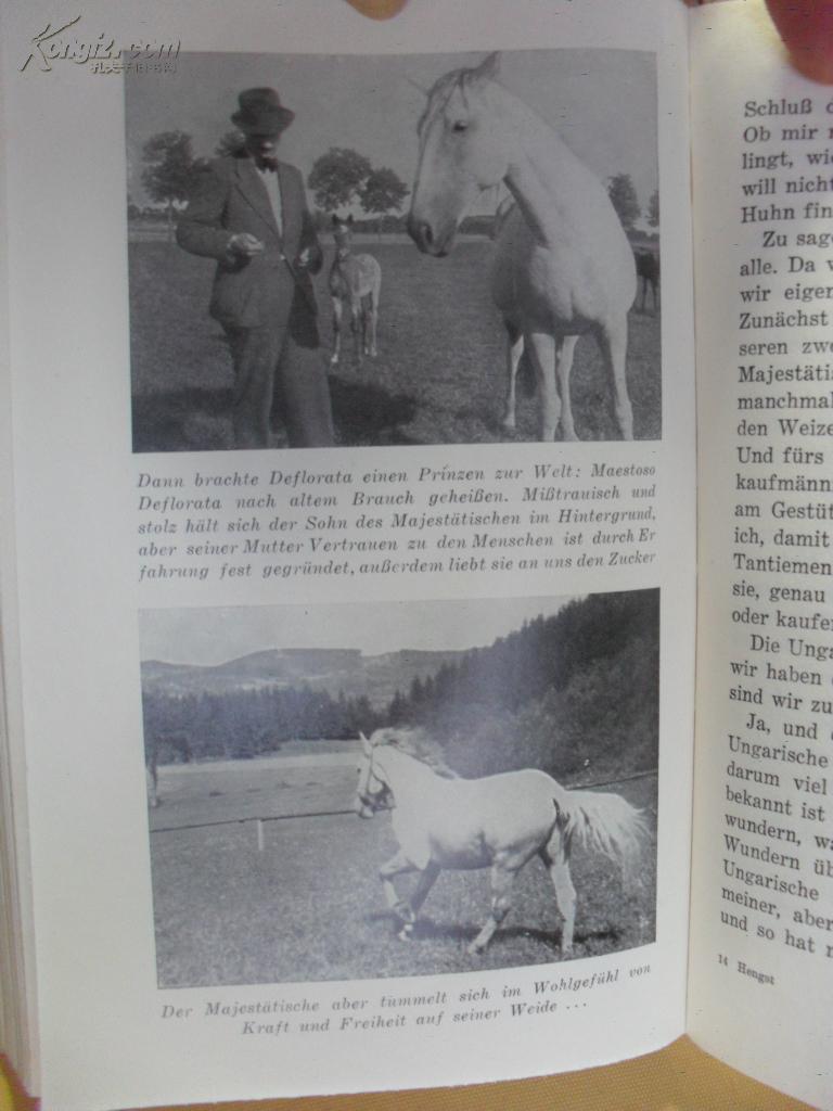 【图】1957年德文原版 Hengst Maestoso Aus