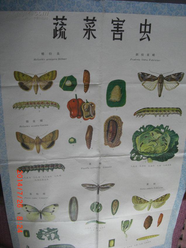蔬菜主要害虫形态特征彩色挂图(九张全)