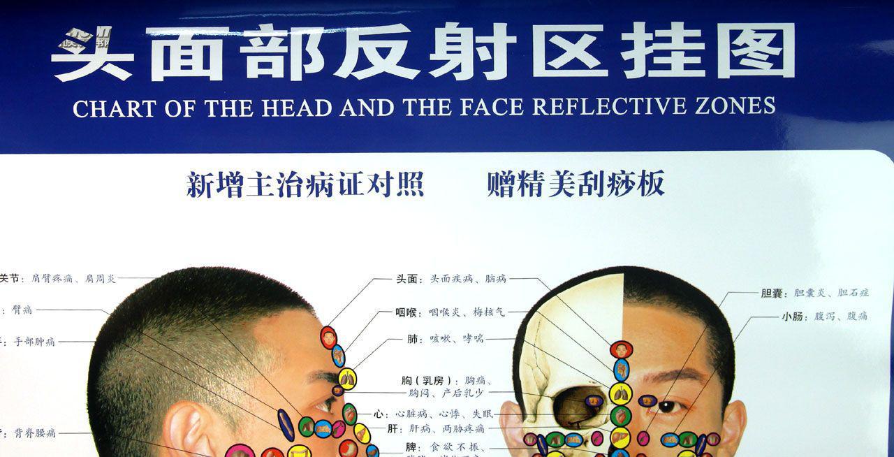 头面部反射区挂图