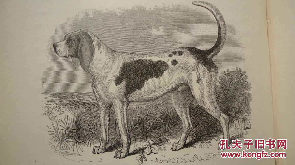 动物史初版本极珍贵善本名店riviere小牛皮豪华装桢约200桢版画插图