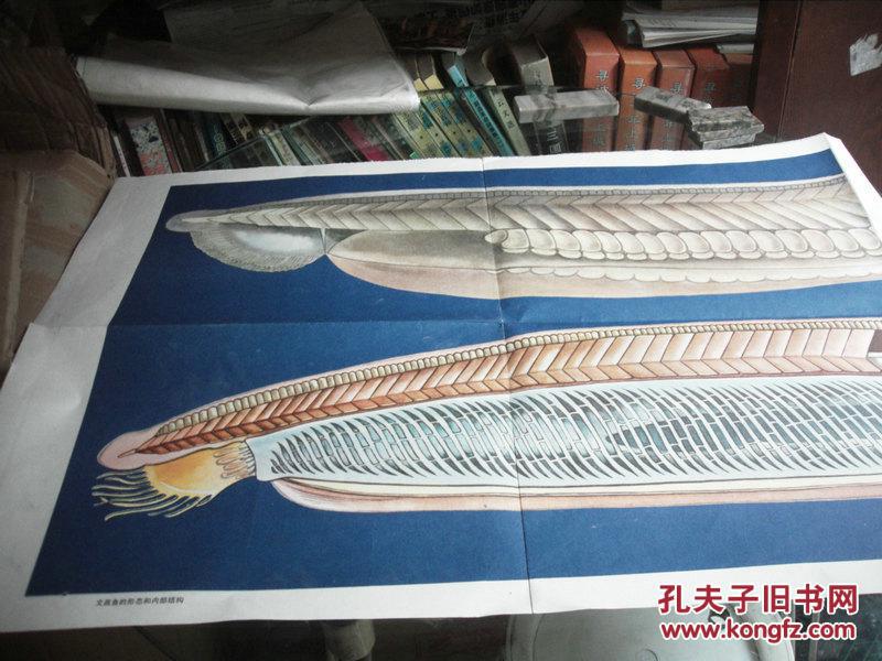 教学挂图三张合售:文昌鱼的生态,外形内部结构,形态和