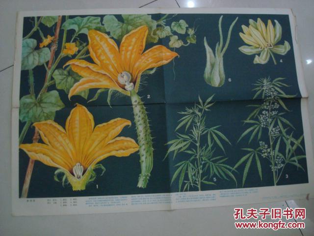 81年对开挂图;单性花\/上海教育出版。刘攸蕴绘