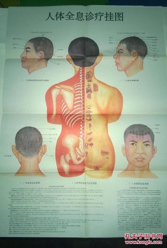 人体全息诊疗挂图(6张全)_湖北中医学院齐凤军_孔夫子